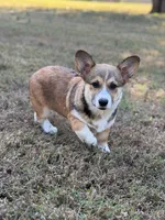 Rose, a female Pembroke Welsh Corgi for sale in Spring Hope, NC – 1 of 7