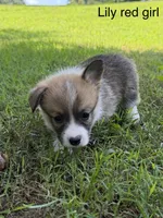 L F, a female Pembroke Welsh Corgi for sale in Spring Hope, NC – 2 of 7