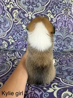 KF3, a female Pembroke Welsh Corgi for sale in Spring Hope, NC – 4 of 7