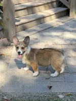 Rose, a female Pembroke Welsh Corgi for sale in Spring Hope, NC – 4 of 7
