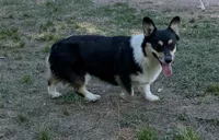 LM 1, a male Pembroke Welsh Corgi for sale in Spring Hope, NC – 3 of 4