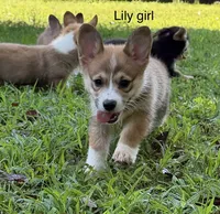 LF, a male Pembroke Welsh Corgi for sale in Spring Hope, NC – 2 of 4