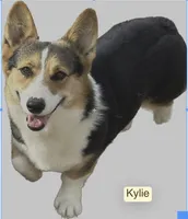 KF 3, a female Pembroke Welsh Corgi for sale in Spring Hope, NC – 3 of 4