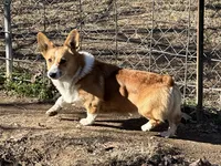 Hopper, a male Pembroke Welsh Corgi for sale in Spring Hope, NC – 3 of 3