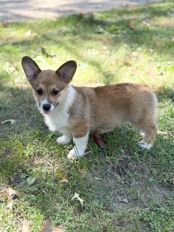 LF – Pembroke Welsh Corgi puppy for sale in Spring Hope, NC