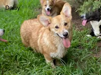 Daisy M2, a male Pembroke Welsh Corgi for sale in Spring Hope, NC – 3 of 4