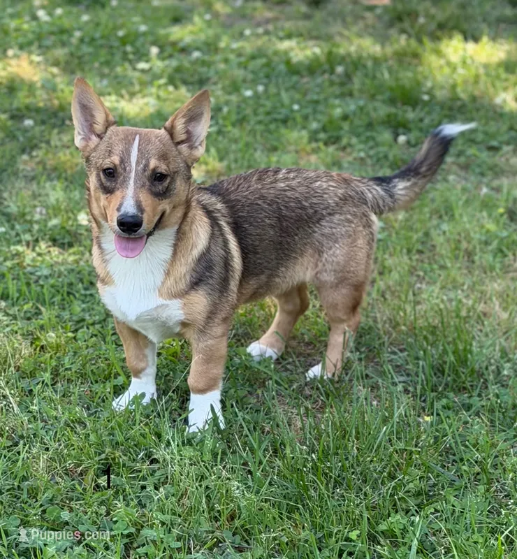 Padme M1 – Swedish Vallhund puppy for sale in Spring Hope, NC