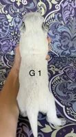 River G1, a female Australian Cattle Dog for sale in Spring Hope, NC – 2 of 4