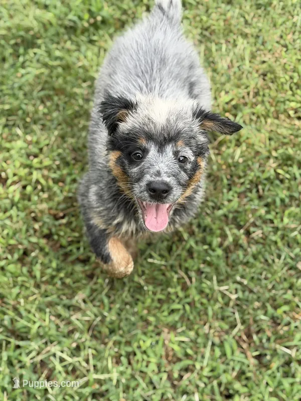 River dance – Australian Cattle Dog puppy for sale in Spring Hope, NC