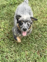 River dance, a female Australian Cattle Dog for sale in Spring Hope, NC – 1 of 4