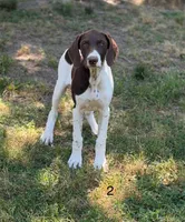 Carol, a female German Shorthaired Pointer for sale in Spring Hope, NC – 2 of 5