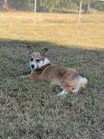Rose, a female Pembroke Welsh Corgi for sale in Spring Hope, NC – 3 of 7