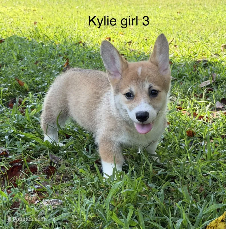 Kylie girl 3 – Pembroke Welsh Corgi puppy for sale in Spring Hope, NC