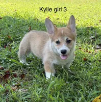Kylie girl 3, a female Pembroke Welsh Corgi for sale in Spring Hope, NC – 1 of 5