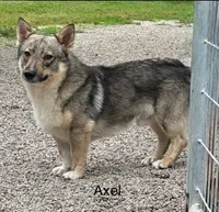 Padme F1, a female Swedish Vallhund for sale in Spring Hope, NC – Photo 6 of 6