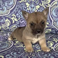 Padme F1, a female Swedish Vallhund for sale in Spring Hope, NC – Photo 3 of 6