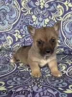 Padme F1, a female Swedish Vallhund for sale in Spring Hope, NC – Photo 1 of 4