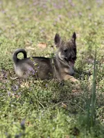 Padme F1, a female Swedish Vallhund for sale in Spring Hope, NC – Photo 2 of 6