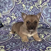 Padme F1, a female Swedish Vallhund for sale in Spring Hope, NC – Photo 4 of 6
