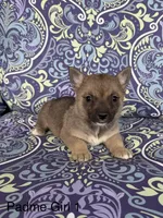 Padme F1, a female Swedish Vallhund for sale in Spring Hope, NC – Photo 2 of 4