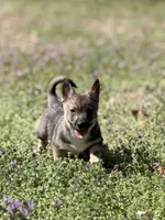 Padme F1, a female Swedish Vallhund for sale in Spring Hope, NC – Photo 1 of 6