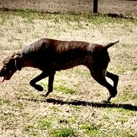 Kenly, a female German Shorthaired Pointer for sale in Spring Hope, NC – Photo 2 of 2