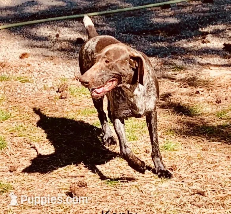 Kenly – German Shorthaired Pointer puppy for sale in Spring Hope, NC