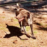 Kenly, a female German Shorthaired Pointer for sale in Spring Hope, NC – Photo 1 of 2