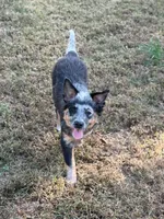 Hula, a female Australian Cattle Dog for sale in Spring Hope, NC – 1 of 5