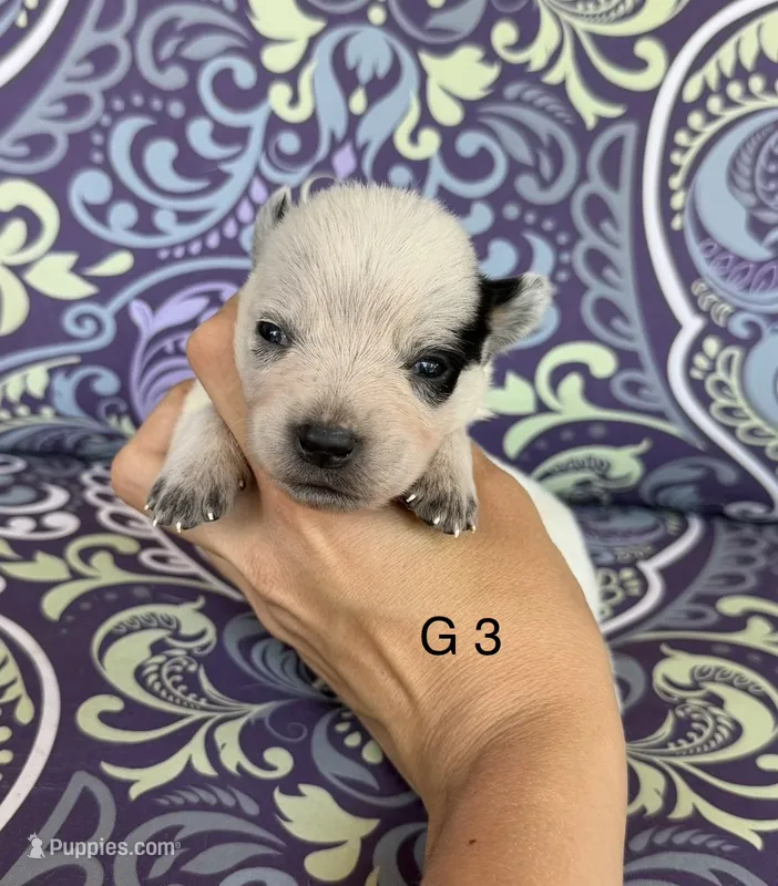 River G3 – Australian Cattle Dog puppy for sale in Spring Hope, NC