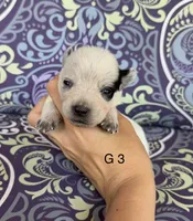 River G3, a female Australian Cattle Dog for sale in Spring Hope, NC – 1 of 4