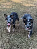 Tango, a male Australian Cattle Dog for sale in Spring Hope, NC – 2 of 6