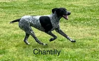 Carol, a female German Shorthaired Pointer for sale in Spring Hope, NC – 4 of 5