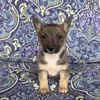 Padme F2, a female Swedish Vallhund for sale in Spring Hope, NC – Photo 4 of 6