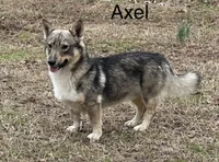 Padme F2, a female Swedish Vallhund for sale in Spring Hope, NC – Photo 4 of 4