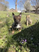 Padme F2, a female Swedish Vallhund for sale in Spring Hope, NC – Photo 1 of 6
