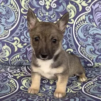 Padme F2, a female Swedish Vallhund for sale in Spring Hope, NC – Photo 3 of 6