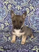 Padme F2, a female Swedish Vallhund for sale in Spring Hope, NC – Photo 1 of 4
