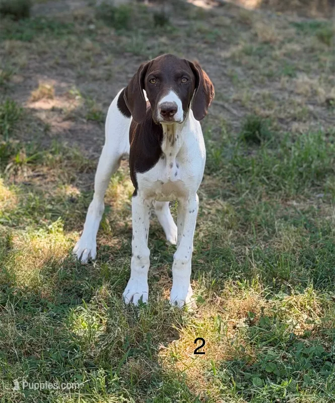 Patched ticked F2 – German Shorthaired Pointer puppy for sale in Spring Hope, NC
