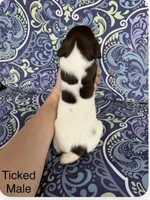 Patched ticked male, a male German Shorthaired Pointer for sale in Spring Hope, NC – Photo 1 of 4