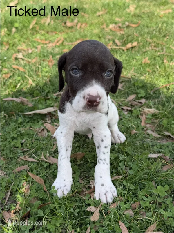 Patched ticked male – German Shorthaired Pointer puppy for sale in Spring Hope, NC