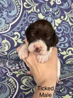 Patched ticked male, a male German Shorthaired Pointer for sale in Spring Hope, NC – Photo 2 of 4