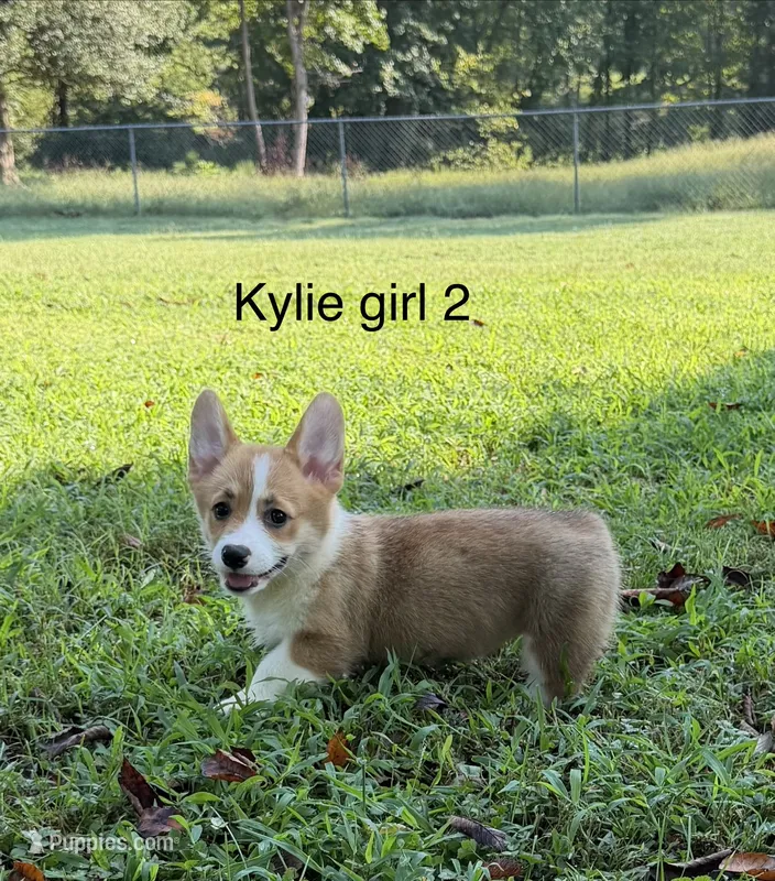KF 2 – Pembroke Welsh Corgi puppy for sale in Spring Hope, NC