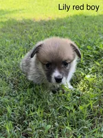 LM red, a male Pembroke Welsh Corgi for sale in Spring Hope, NC – 2 of 8