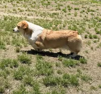 Kiwi, a female Pembroke Welsh Corgi for sale in Spring Hope, NC – 2 of 3