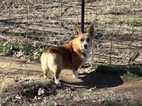 Hopper, a male Pembroke Welsh Corgi for sale in Spring Hope, NC – 2 of 3
