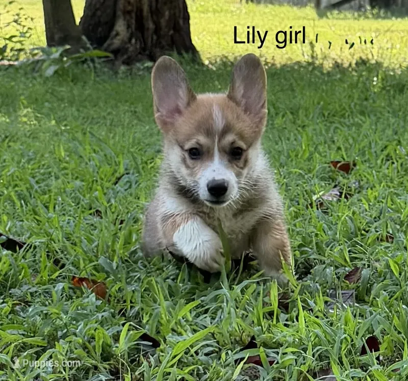 LF – Pembroke Welsh Corgi puppy for sale in Spring Hope, NC