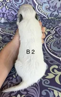 River B2, a male Australian Cattle Dog for sale in Spring Hope, NC – 2 of 4