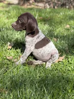 Liver roan F1, a female German Shorthaired Pointer for sale in Spring Hope, NC – Photo 3 of 7