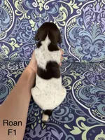 Liver roan F1, a female German Shorthaired Pointer for sale in Spring Hope, NC – Photo 2 of 4